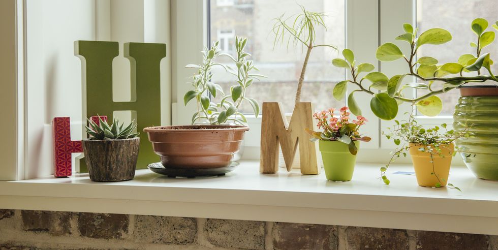 Windowsill Decor: Enhancing Your Space with Style and Greenery
